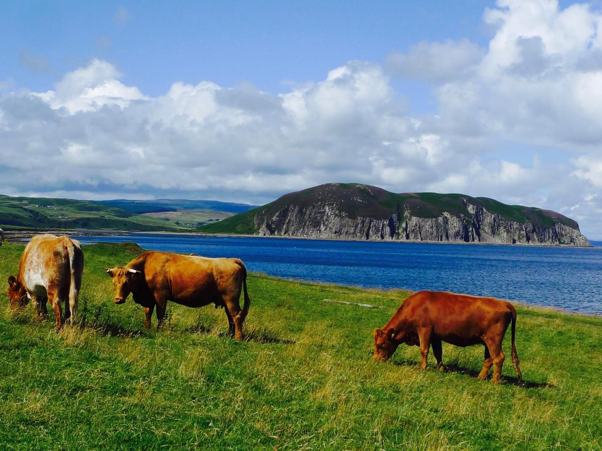Rural Farmhouse On Kintyre, West Coast Hidden Gem Kildalloig Dış mekan fotoğraf